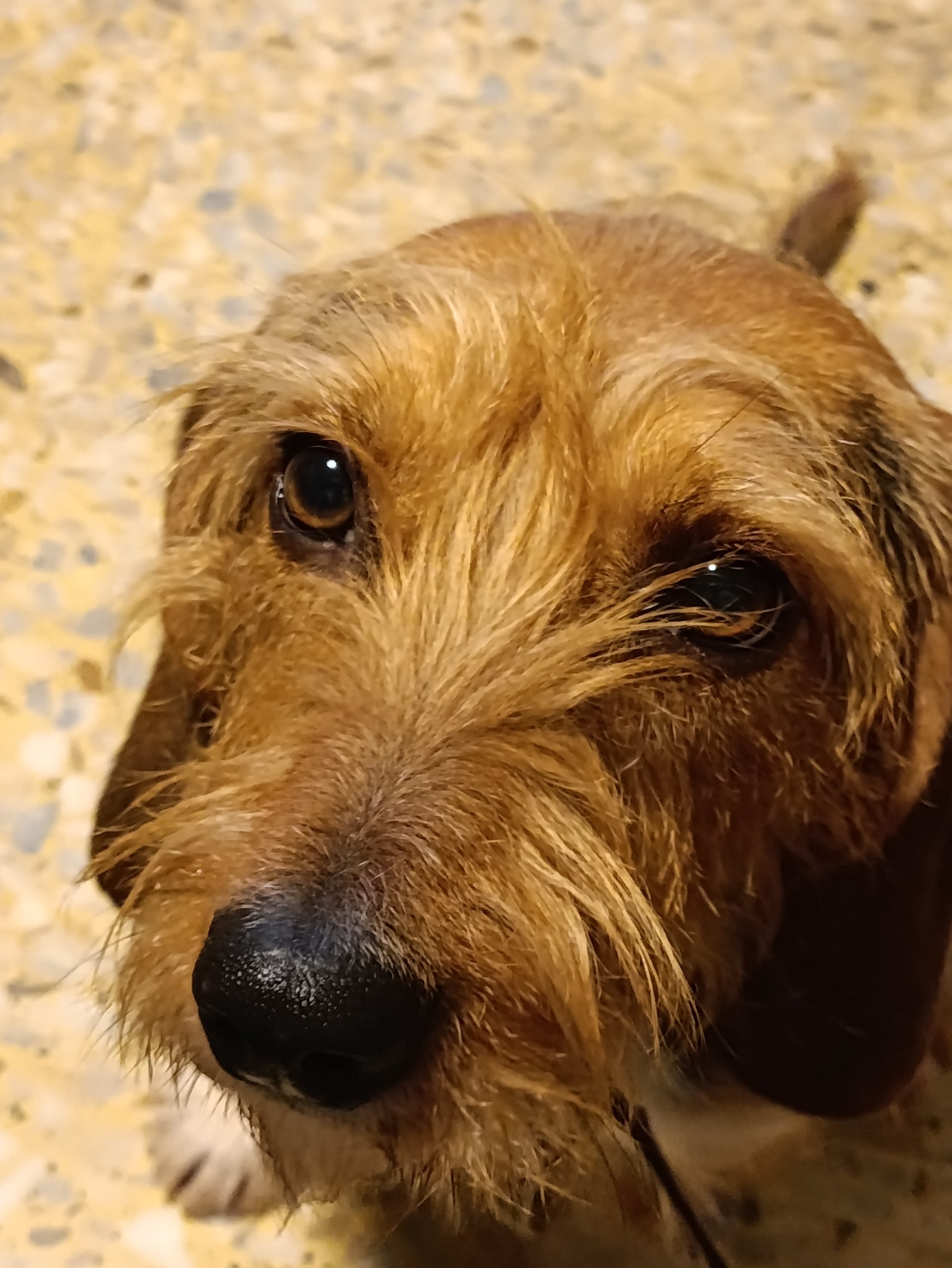 Primer plano de la cara de Mariló, una sabuesa de mirada dulce y bigote largo, mostrando su nariz poderosa