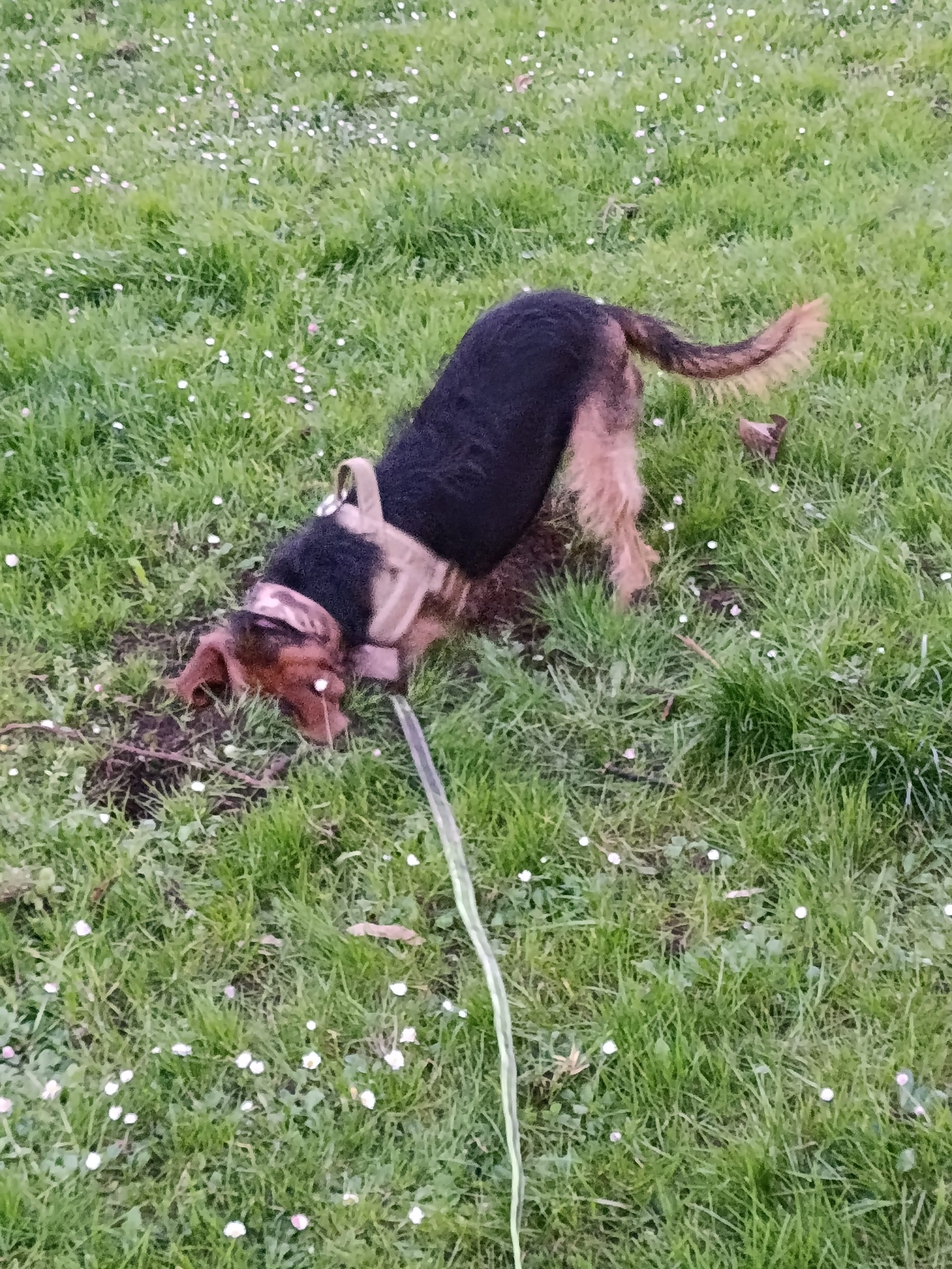 Sabuesa Mariló cavando concentrada en el césped durante un paseo