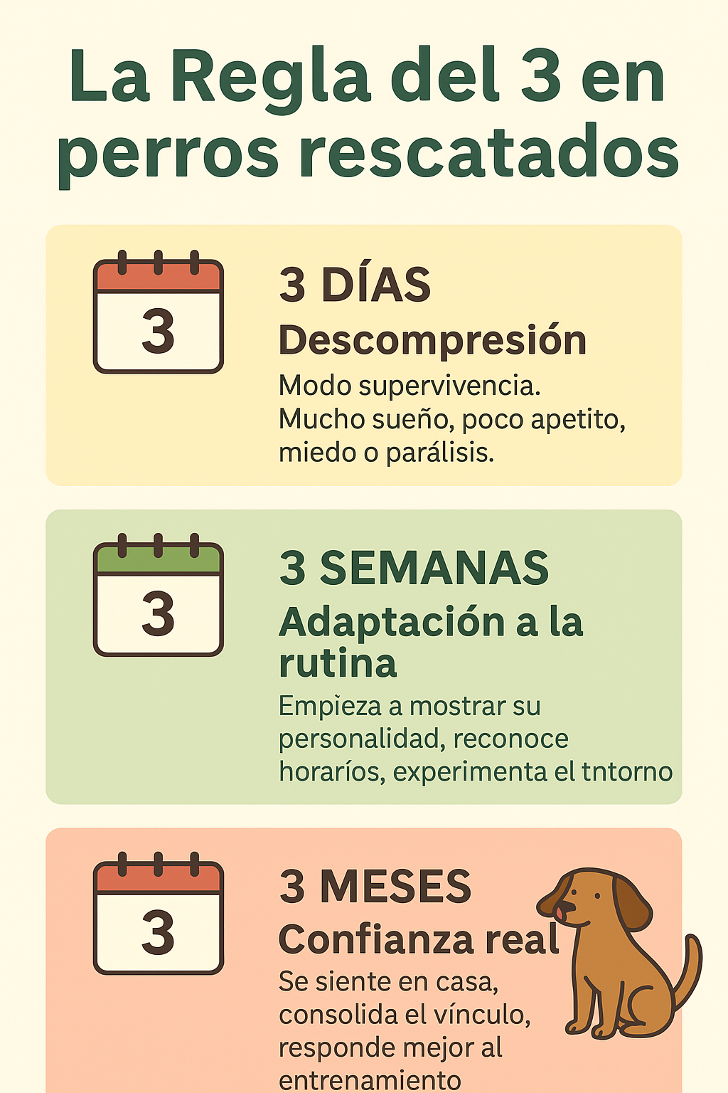 La regla del 3 en perros rescatados: 3 días de descompresión, 3 semanas de adaptación a la rutina, 3 meses para desarrollar confianza.
